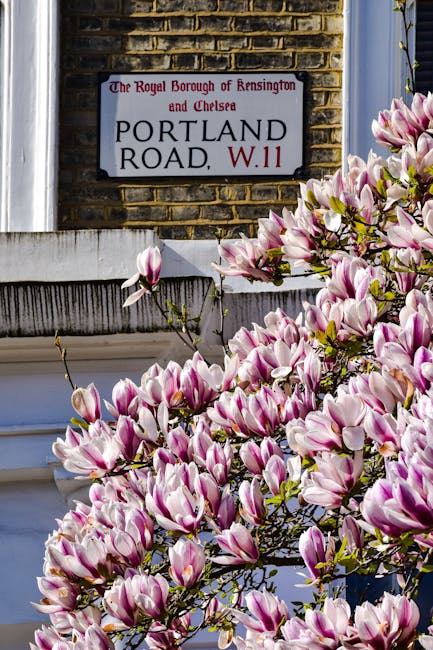 A close-up view of a flowering magnolia tree with pink and white blossoms partially obscuring a house entrance in Kensington and Chelsea. Above the flowers, a rectangular street sign mounted on a brick wall indicates 'Portland Road, W.11' and specifies the area's rules for house clearances, part of the Royal Borough of Kensington and Chelsea. The sign's background is white with black and red text. To the right of the sign, a portion of a window frame and a silver downspout are visible, with natural daylight illuminating the scene, suggesting it is daytime. This image captures the exterior environment where house removals or packing preparations may occur, with Holland Park Man and Van offering professional removals and home relocation services in the area.